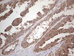 PODXL Antibody in Immunohistochemistry (Paraffin) (IHC (P))