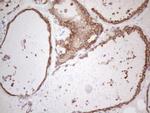 PODXL Antibody in Immunohistochemistry (Paraffin) (IHC (P))