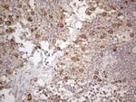 PODXL Antibody in Immunohistochemistry (Paraffin) (IHC (P))