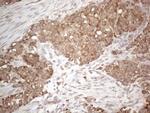 PODXL Antibody in Immunohistochemistry (Paraffin) (IHC (P))