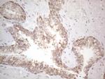 PODXL Antibody in Immunohistochemistry (Paraffin) (IHC (P))