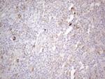 PODXL Antibody in Immunohistochemistry (Paraffin) (IHC (P))