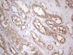 PODXL Antibody in Immunohistochemistry (Paraffin) (IHC (P))