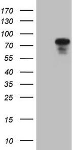 PODXL Antibody in Western Blot (WB)