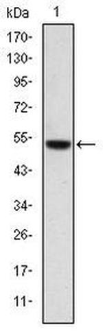 PODXL Antibody in Western Blot (WB)