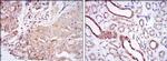 PODXL Antibody in Immunohistochemistry (Paraffin) (IHC (P))