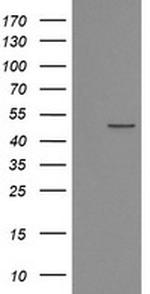 POFUT2 Antibody in Western Blot (WB)