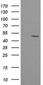 POFUT2 Antibody in Western Blot (WB)