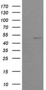 POFUT2 Antibody in Western Blot (WB)