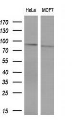 POLI Antibody in Western Blot (WB)