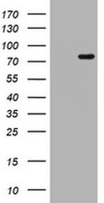 POLI Antibody in Western Blot (WB)