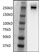 Phospho-RNA pol II CTD (Ser2) Antibody in Western Blot (WB)