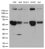 POLR2A Antibody in Western Blot (WB)