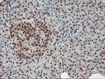 POLR2E Antibody in Immunohistochemistry (Paraffin) (IHC (P))