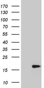 POLR2J Antibody in Western Blot (WB)