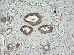 POLR3C Antibody in Immunohistochemistry (Paraffin) (IHC (P))