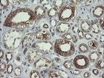 POLR3C Antibody in Immunohistochemistry (Paraffin) (IHC (P))