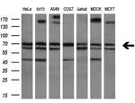 POLR3C Antibody in Western Blot (WB)