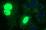 POLR3GL Antibody in Immunocytochemistry (ICC/IF)