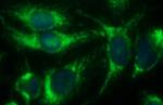 POLR3GL Antibody in Immunocytochemistry (ICC/IF)