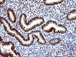 POLR3GL Antibody in Immunohistochemistry (Paraffin) (IHC (P))