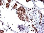 POLR3GL Antibody in Immunohistochemistry (Paraffin) (IHC (P))