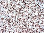 POLR3GL Antibody in Immunohistochemistry (Paraffin) (IHC (P))