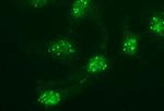 POMC Antibody in Immunocytochemistry (ICC/IF)