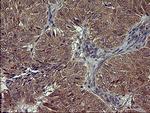 POMC Antibody in Immunohistochemistry (Paraffin) (IHC (P))