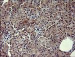 POMC Antibody in Immunohistochemistry (Paraffin) (IHC (P))