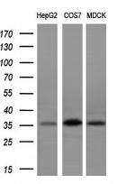 POMC Antibody in Western Blot (WB)