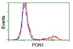 PON1 Antibody in Flow Cytometry (Flow)