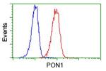 PON1 Antibody in Flow Cytometry (Flow)