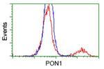 PON1 Antibody in Flow Cytometry (Flow)