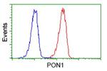 PON1 Antibody in Flow Cytometry (Flow)