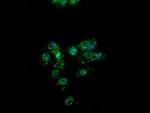 PON1 Antibody in Immunocytochemistry (ICC/IF)