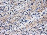 PON1 Antibody in Immunohistochemistry (Paraffin) (IHC (P))