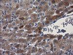 PON1 Antibody in Immunohistochemistry (Paraffin) (IHC (P))