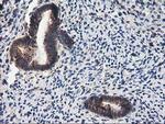 PON1 Antibody in Immunohistochemistry (Paraffin) (IHC (P))