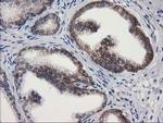 PON1 Antibody in Immunohistochemistry (Paraffin) (IHC (P))