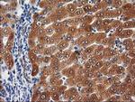 PON1 Antibody in Immunohistochemistry (Paraffin) (IHC (P))