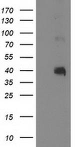 PON1 Antibody in Western Blot (WB)