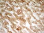 PON3 Antibody in Immunohistochemistry (Paraffin) (IHC (P))