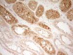 PON3 Antibody in Immunohistochemistry (Paraffin) (IHC (P))