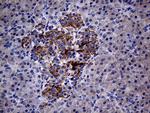 PON3 Antibody in Immunohistochemistry (Paraffin) (IHC (P))