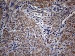 PON3 Antibody in Immunohistochemistry (Paraffin) (IHC (P))