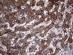 PON3 Antibody in Immunohistochemistry (Paraffin) (IHC (P))