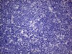 PON3 Antibody in Immunohistochemistry (Paraffin) (IHC (P))