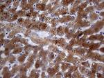 PON3 Antibody in Immunohistochemistry (Paraffin) (IHC (P))