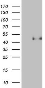 PON3 Antibody in Western Blot (WB)